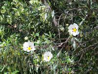 Zistrose im Parque da Mina