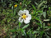 Echte Zistrose im Parque da Mina