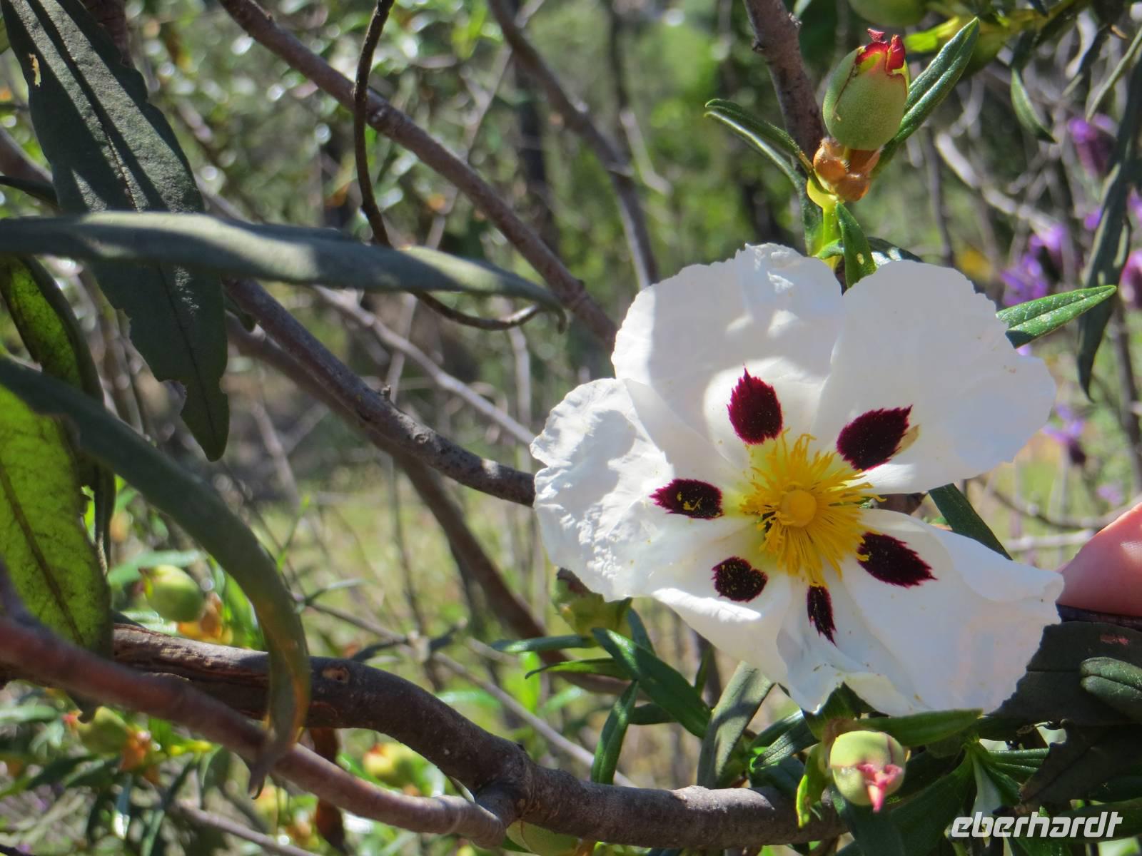 Echte Zistrose im Parque da Mina