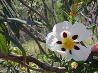 Echte Zistrose im Parque da Mina