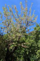 Kurort bei Monchique