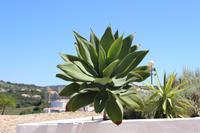 Aussichtspunkt bei Loulé