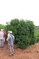 Besuch einer Orangenplantage