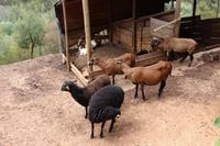 Ziegen im Parque da Mina