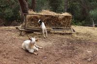 Ziegen im Parque da Mina