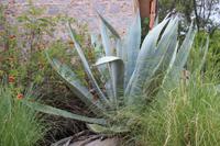 Agave im Kurort von Monchique