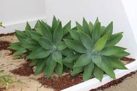 Agaven am Aussichtspunkt bei Loulé