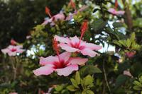 Burggarten in Tavira