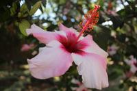 Burggarten in Tavira