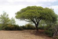Vegetation während der Küstenwanderung