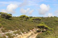 Vegetation während der Küstenwanderung