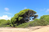 Vegetation während der Küstenwanderung