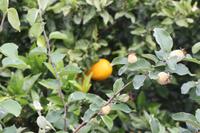 Auf der Orangenplantage