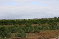 Auf der Orangenplantage_2