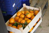 Auf der Orangenplantage_5