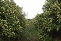 Auf der Orangenplantage_6