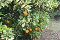 Auf der Orangenplantage_7
