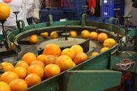 Auf der Orangenplantage_8