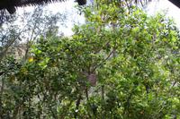 Erdbeerbaum im Parque de Mina