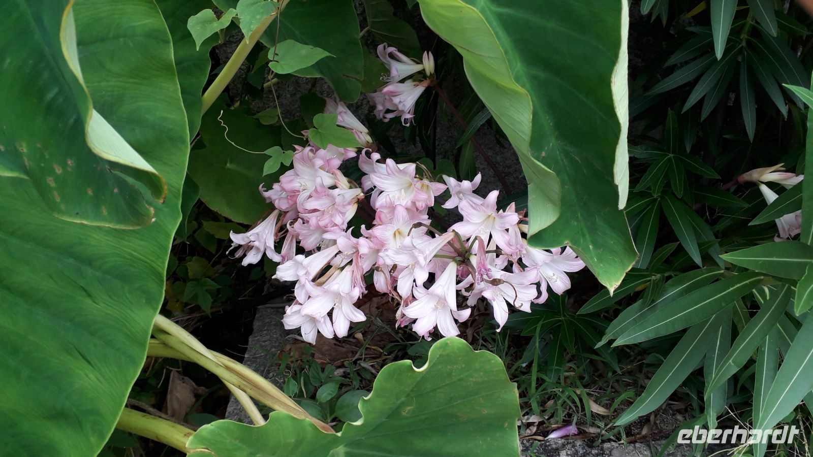 Amaryllis