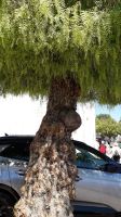 Der Pfefferbaum