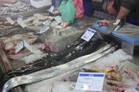 Fischmarkt Olhao_4