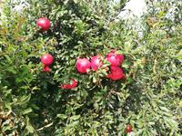 Granatapfelplantage