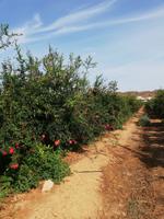 Granatapfelplantage