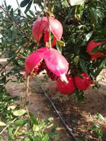 Granatapfelplantage