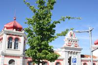 Loule_3