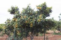 Mispelbaum