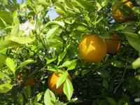 Orangen mit Blüte