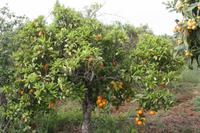 Orangenbaum