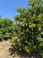 Orangenplantage 