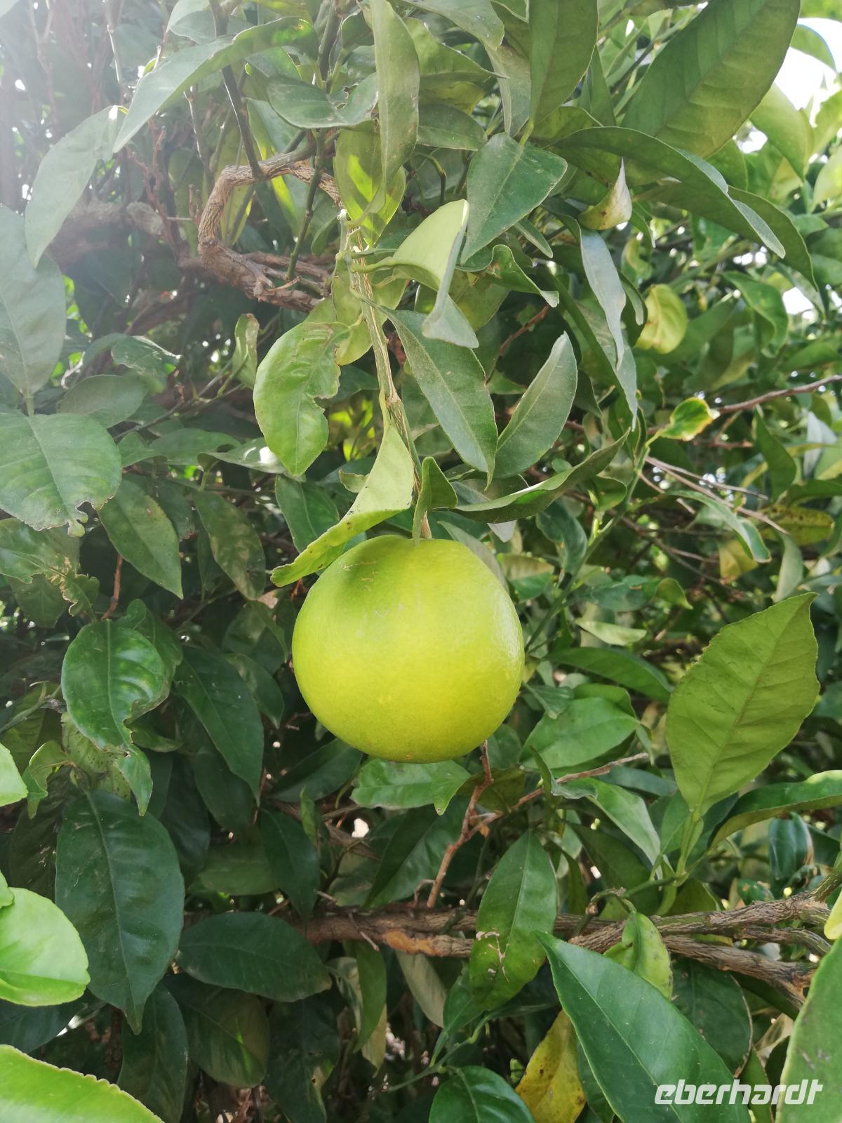 Orangenplantage