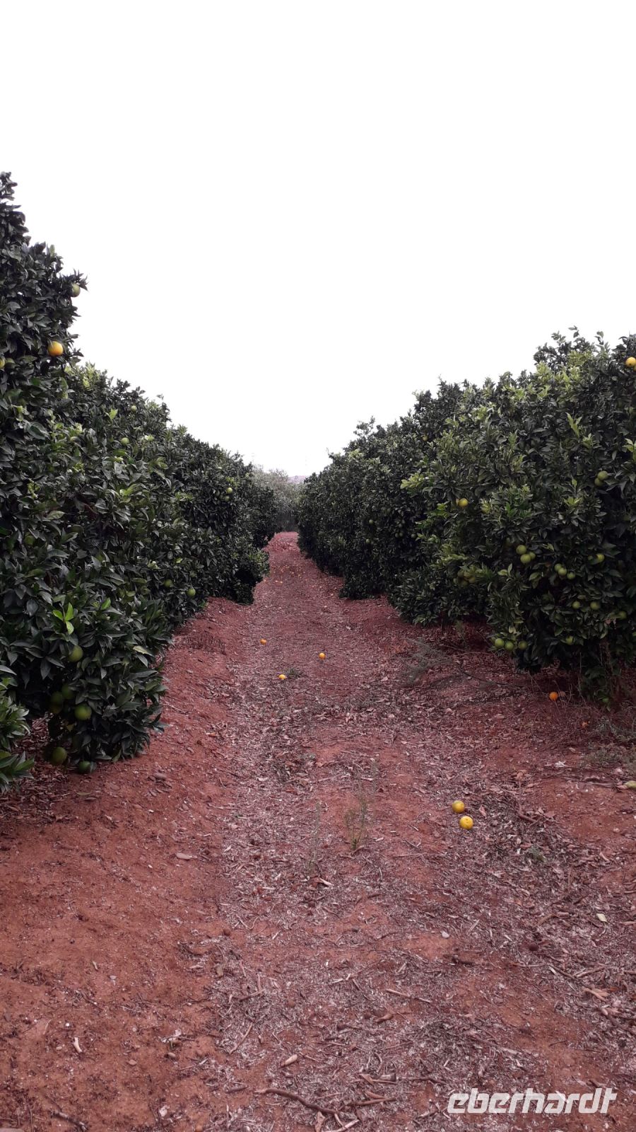 Orangenplantage