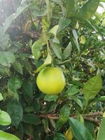 Orangenplantage