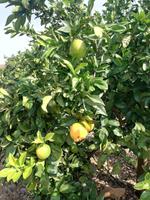 Orangenplantage