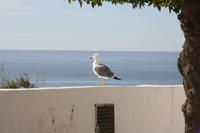 Senhora da Rocha_2