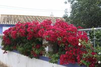 Silves_5