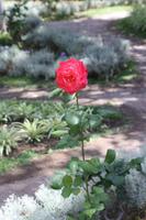 Tavira_18
