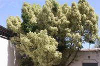 Tavira_20