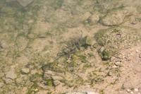Tavira_4
