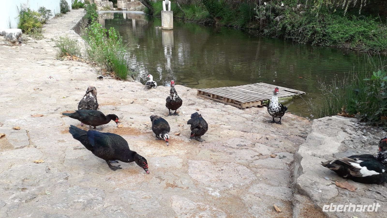 Wildenten