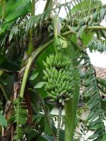... Bananen...