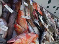 ... Fischhalle
