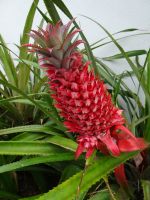 ... und Ananas