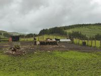 088-Terceira-Kampfstiere