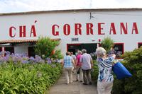 Besuch der Teeplantage