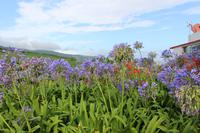 Landschaft um die Teeplantage